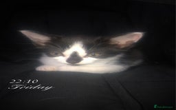 Mixed Breed cats for sale: Kittens available  - Image 2