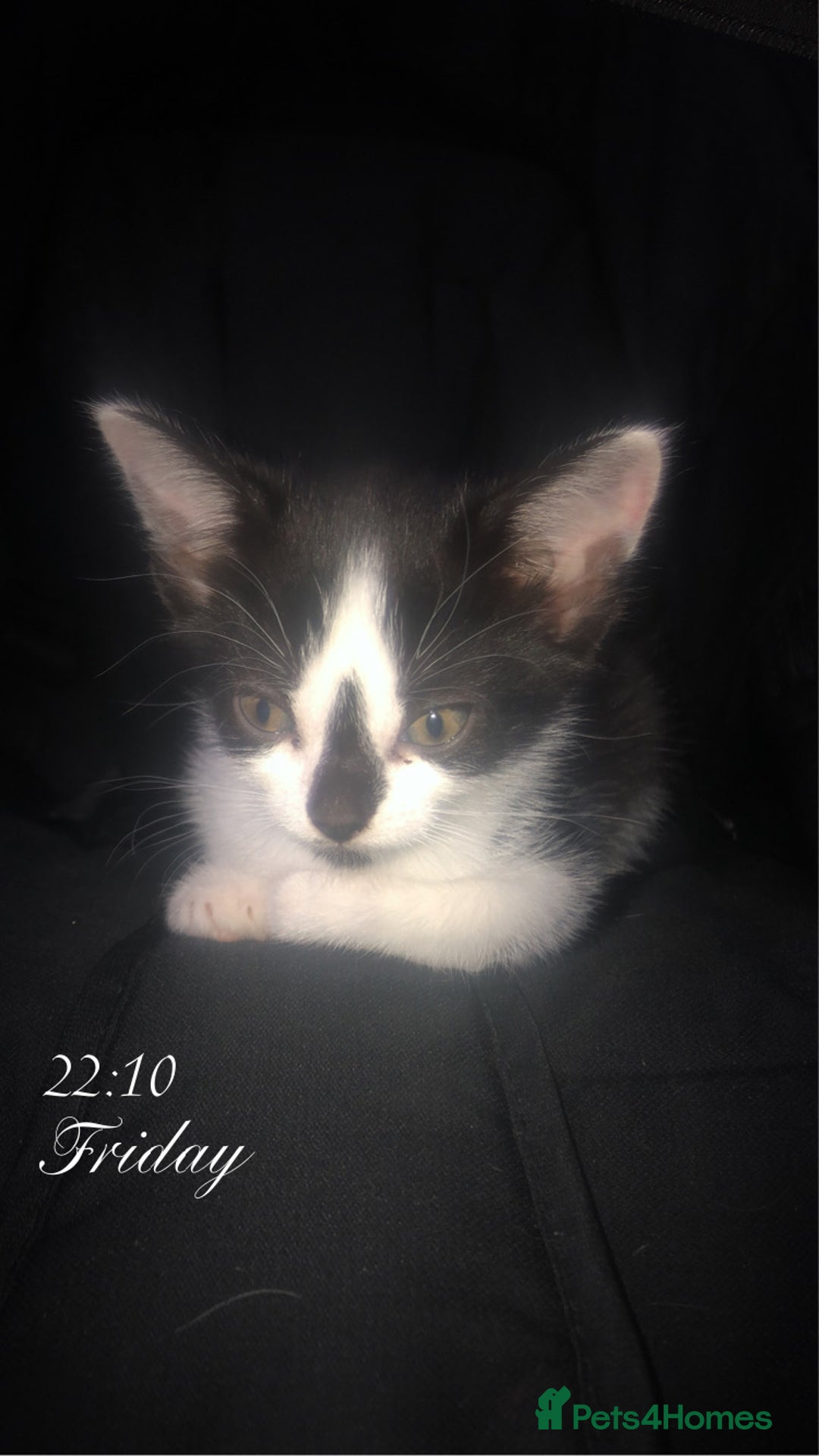 Mixed Breed cats for sale: Kittens available  - Image 2