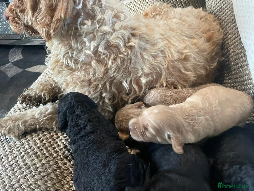 Cavapoo dogs for sale: F1 b cavapoo health tested  - Advert 1