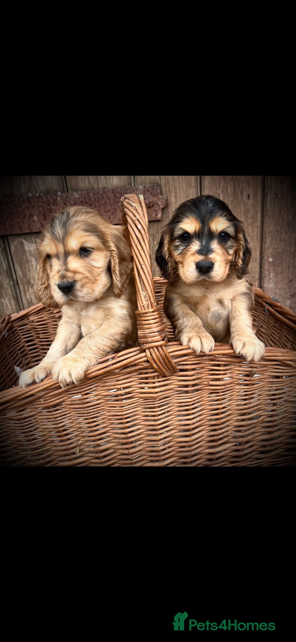 Cocker Spaniel dogs Beautiful KC registered puppies - Advert 6