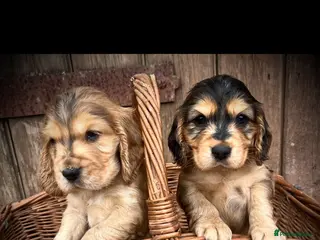 Cocker Spaniel dogs Beautiful KC registered puppies - Advert 6