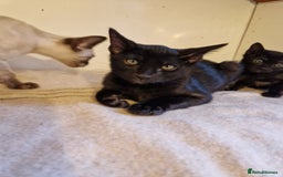 Mixed Breed cats for sale: Bengamese kittens, Bengal/Siamese mix  - Image 21