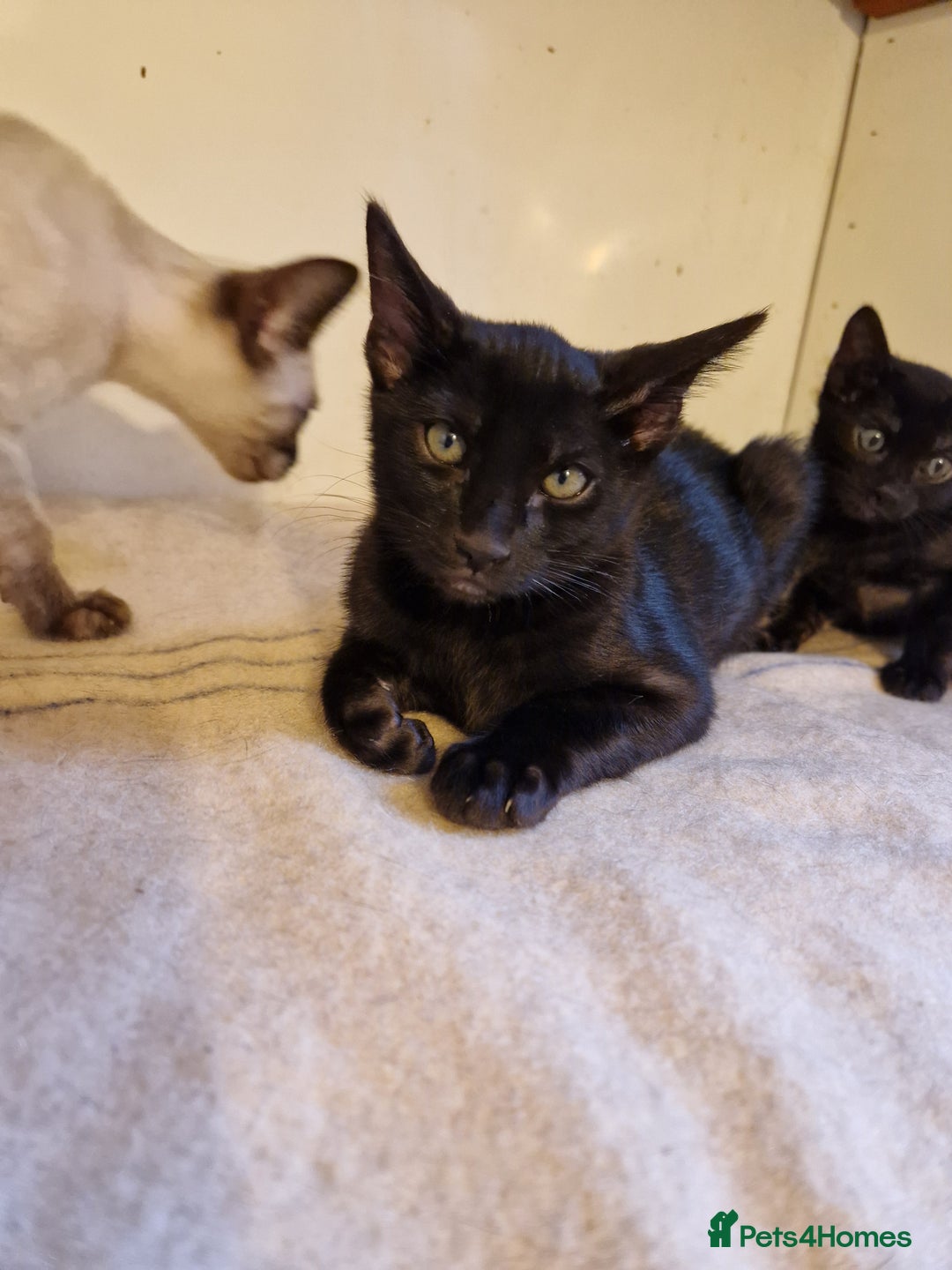 Mixed Breed cats for sale: Bengamese kittens, Bengal/Siamese mix  - Image 21