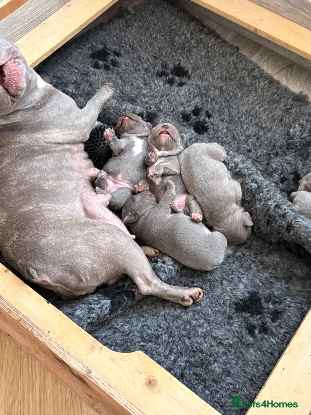 French Bulldog dogs for sale: Beautiful Male French Bulldog Puppies - Advert 7