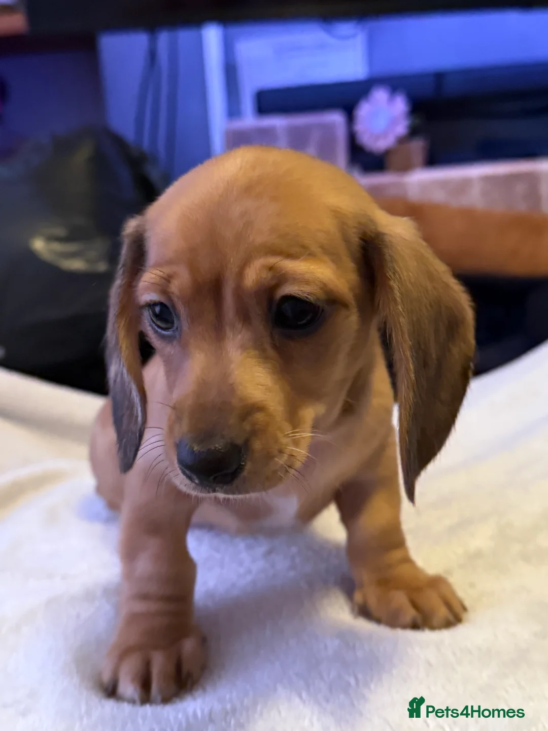 Miniature Dachshund dogs for sale: Ready now! KC miniature dachshund - Advert 20