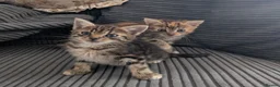 Mixed Breed cats for sale: Kitten  - Advert 5