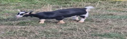 Goats livestock for sale: Pigmy goats female - Advert 1
