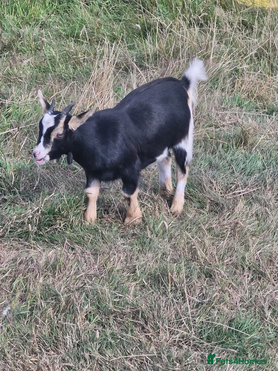Goats livestock for sale: Pigmy goats female - Advert 1
