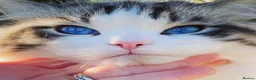 Ragdoll cats for sale: Rare Blue Torte Bi Colour Lynx  - Advert 16