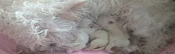 West Highland Terrier dogs for sale: Lovely KC register puppies  - Advert 3