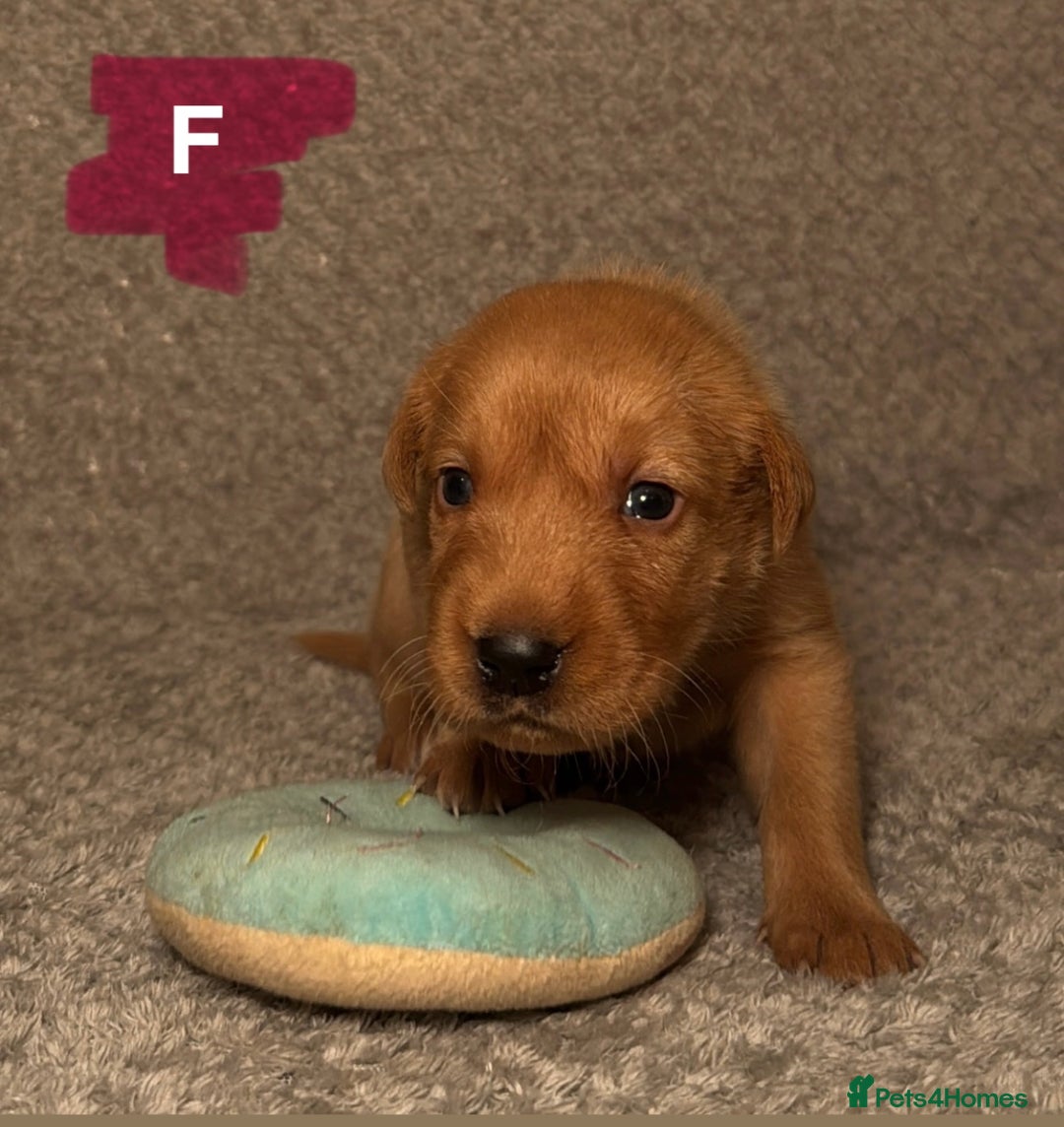 Labrador Retriever dogs for sale: Labrador Retriever Puppies - Raised in Family Home - Advert 8