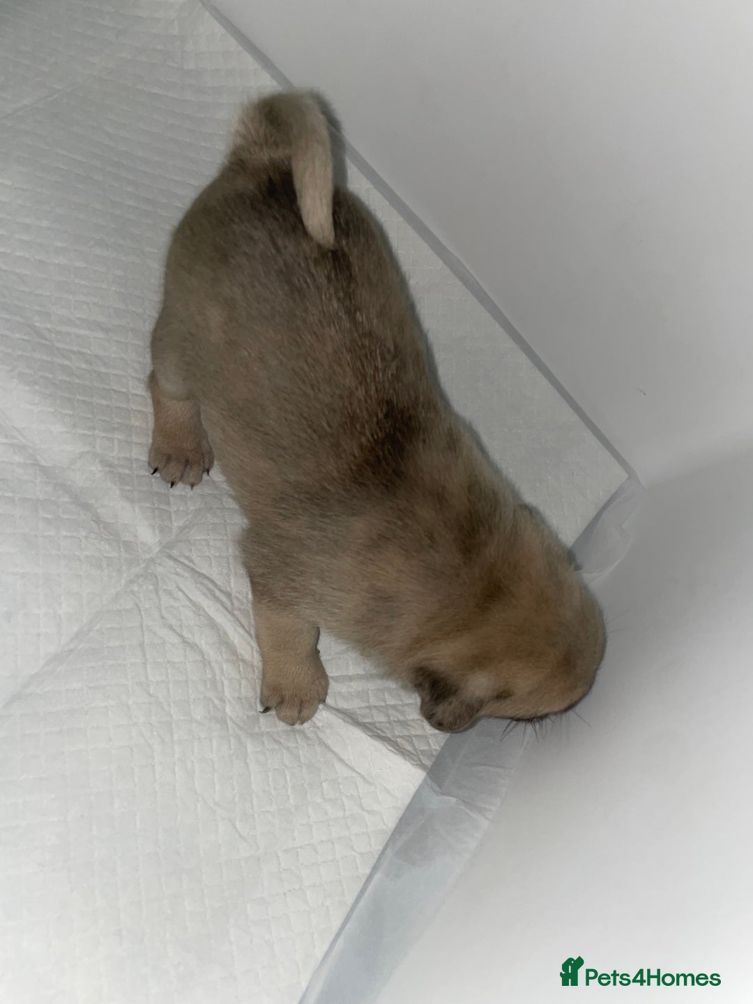 Pug dogs for sale: Pug Puppies  - Image 15