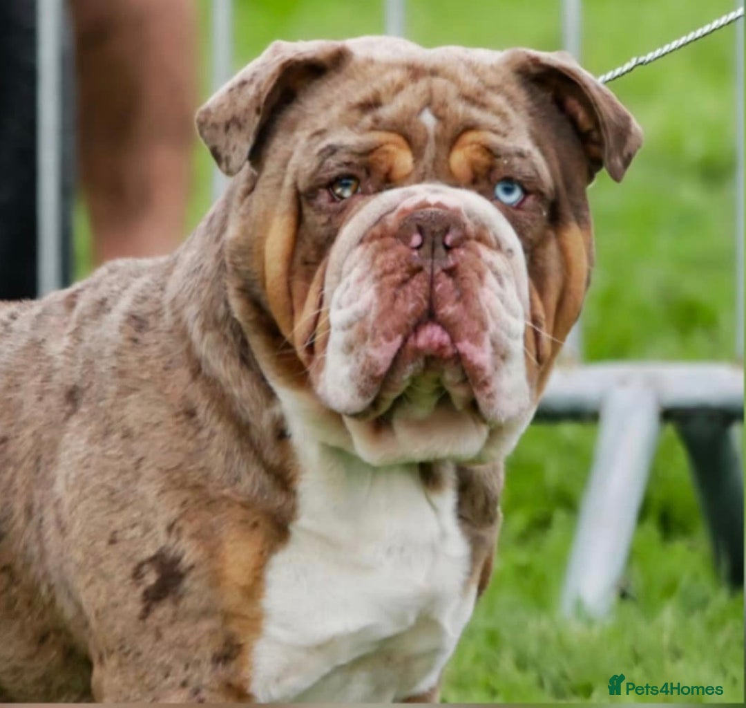 Olde English Bulldogge dogs for sale: Olde English Bulldogs - Advert 15
