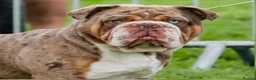 Olde English Bulldogge dogs for sale: Olde English Bulldogs - Advert 12