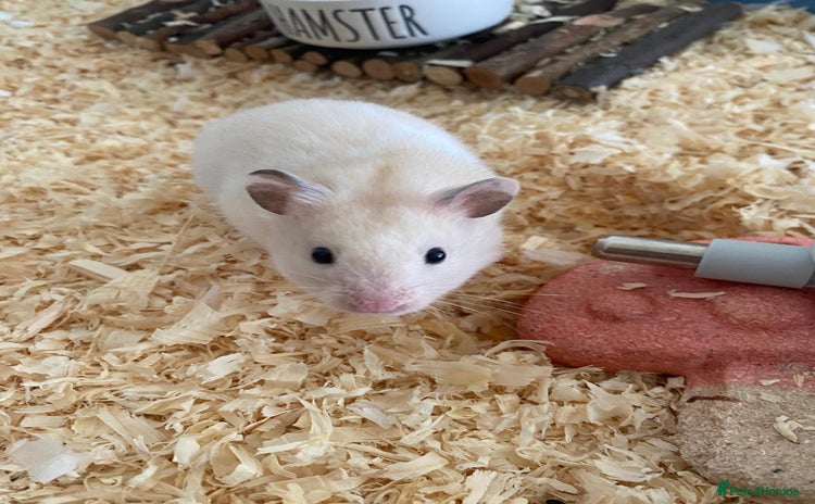 Hamster rodents in Ormskirk - Advert 1