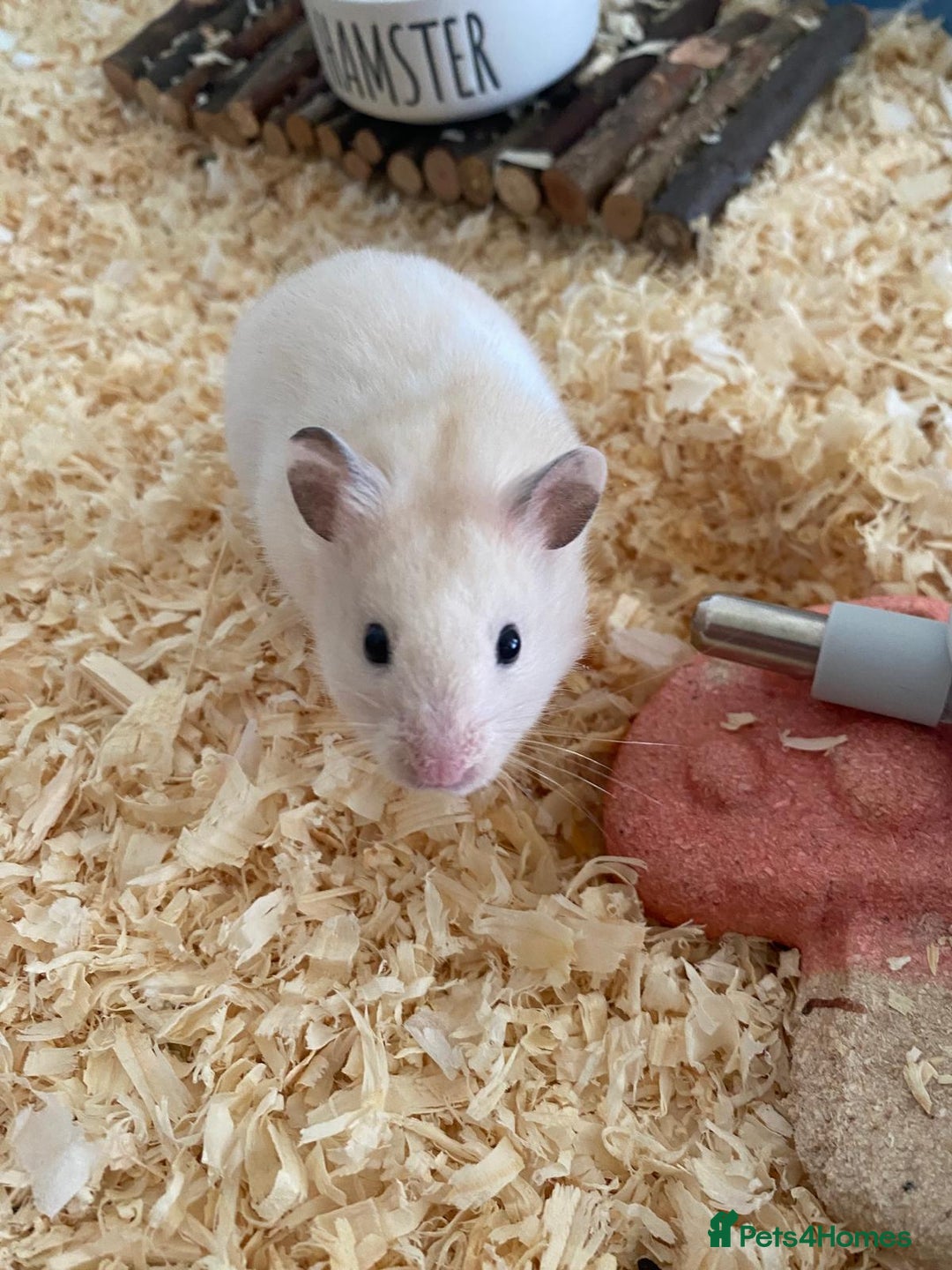 Hamster rodents for sale: Hamster & cage & all accessories in Ormskirk - Image 1
