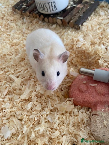 Hamster rodents in Ormskirk - Advert 11