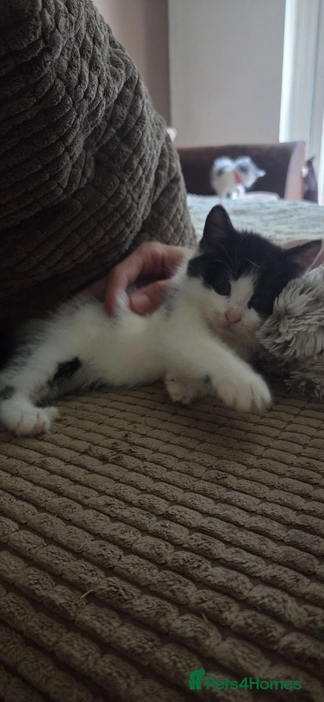 Mixed Breed cats for sale: 3 females kittens  in Leicester - Advert 3