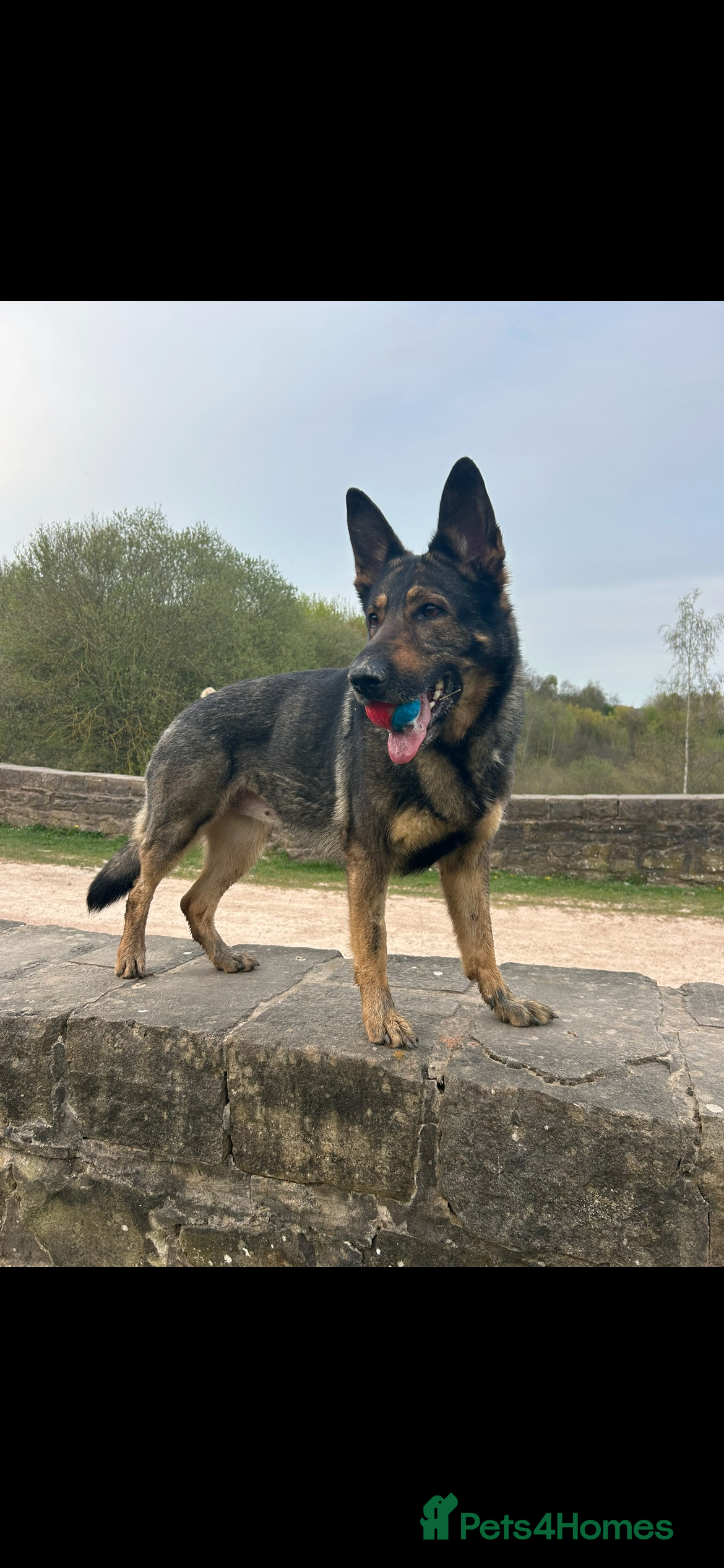 German Shepherd dogs Working line German shepherd  - Advert 11