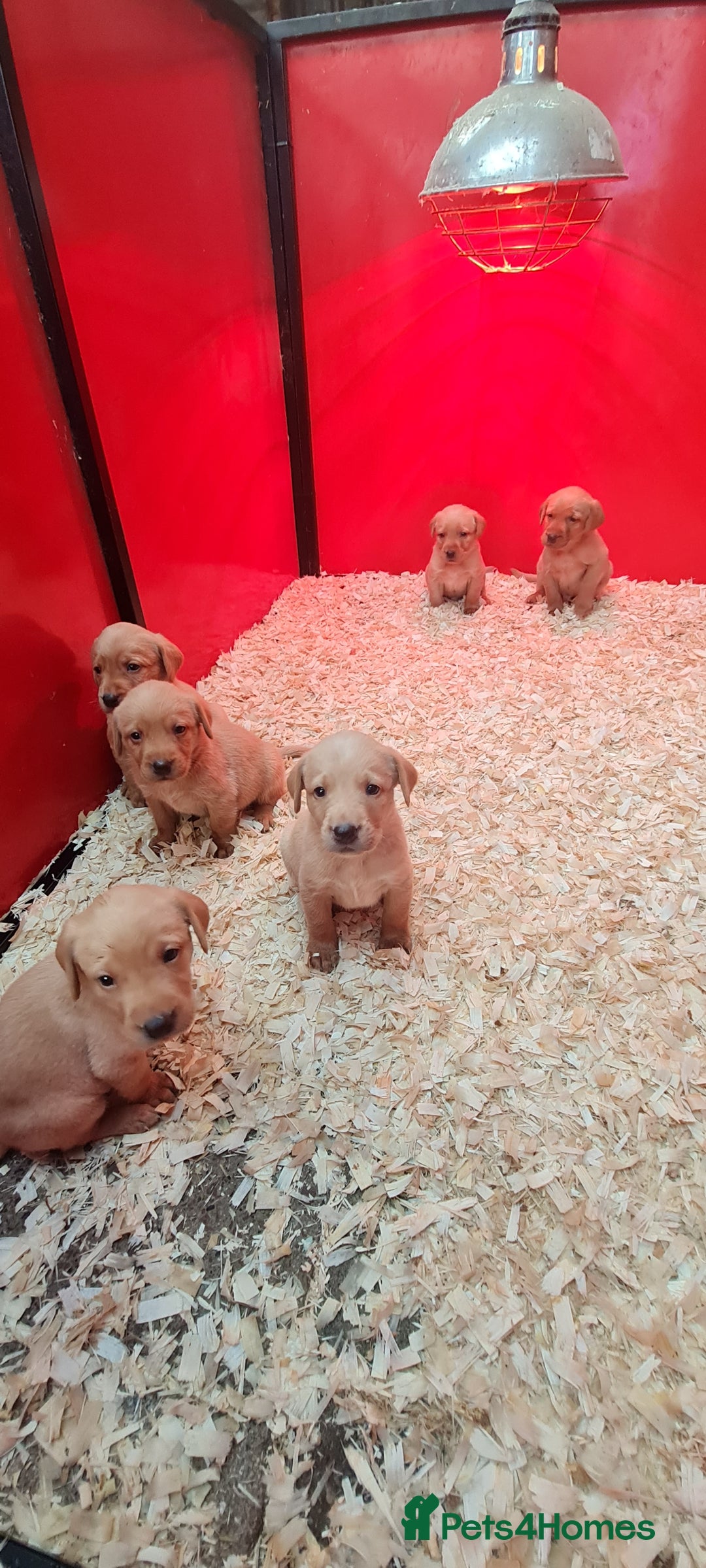 Labrador Retriever dogs for sale: Fox red lab  - Image 5