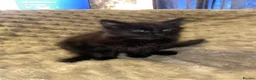 Mixed Breed cats for sale: Kittens/two adult cats - Advert 4