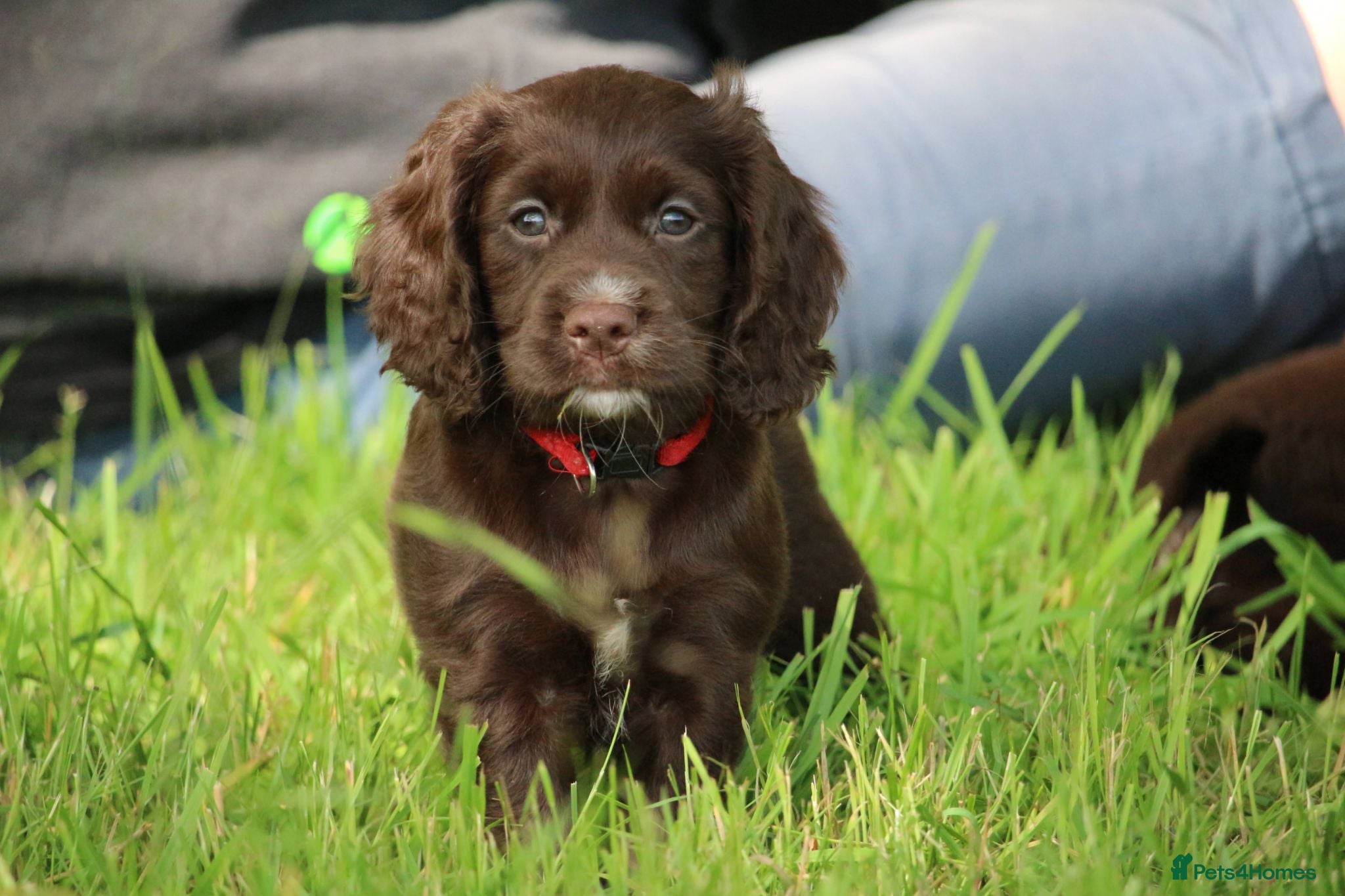 Cocker Spaniel dogs KC Reg Working Cocker Spaniels  - Advert 1