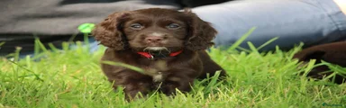Cocker Spaniel 2