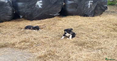 Border Collie dogs - Advert 9