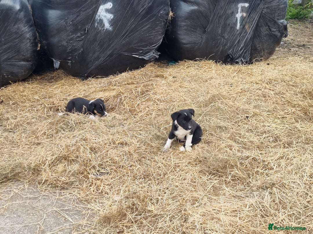 Border Collie dogs for sale: Farm Reared Border Collie Pups - Image 2