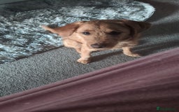 Labradoodle dogs for sale: Male labradoodle  - Image 1