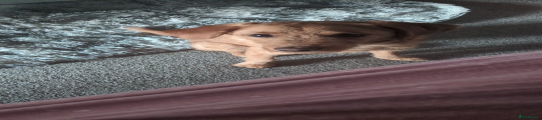 Labradoodle Puppy 1