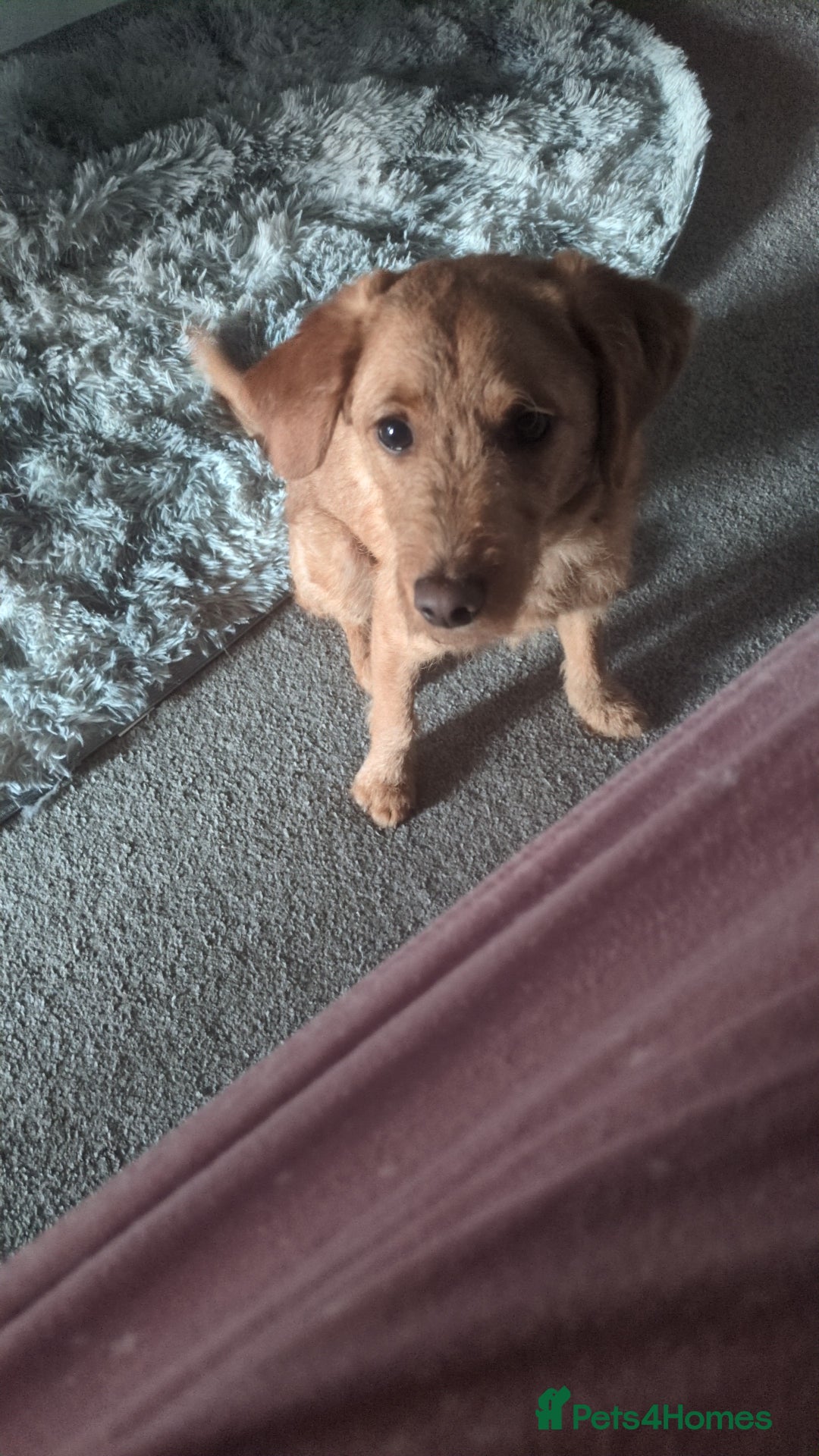 Labradoodle dogs for sale: Male labradoodle  - Image 1