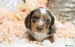 Miniature Dachshund dogs for sale: KC Miniature Dachshund Puppies - Advert 12