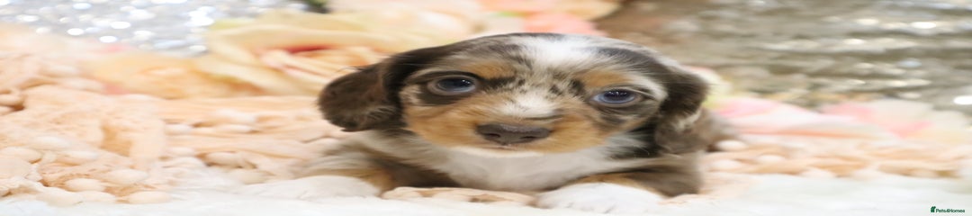 CHOCOLATE DAPPLE MALE-LONGHAIR