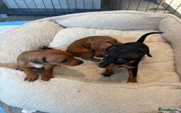 Miniature Pinscher dogs for sale: Beautiful Miniature pinscher puppies - Image 2