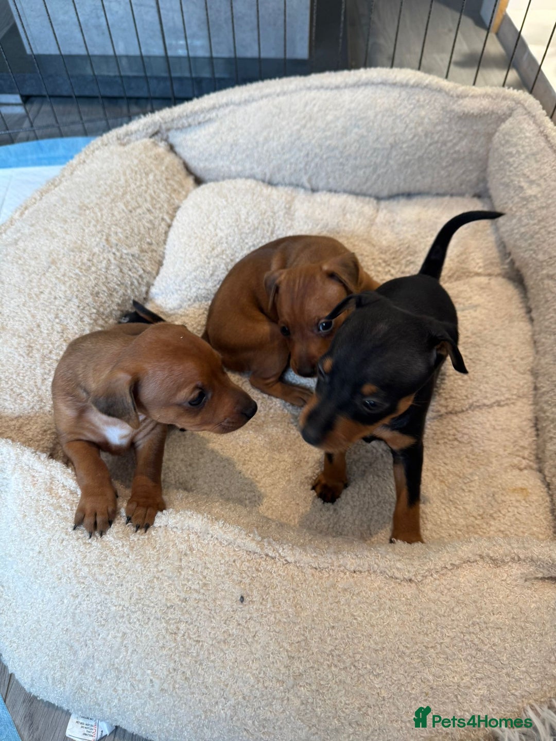Miniature Pinscher dogs for sale: Beautiful Miniature pinscher puppies - Image 2