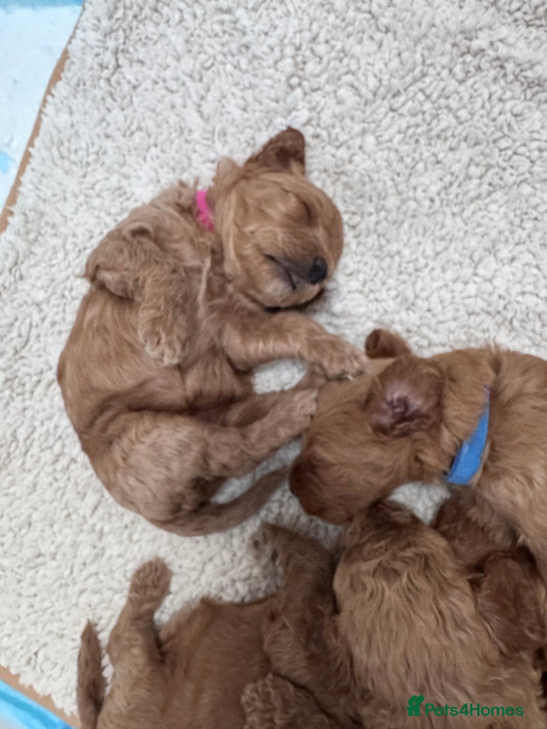 Cockapoo dogs for sale: Adorable cockapoo puppies for sale  - Image 14