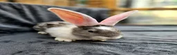 Continental Giant rabbits for sale: Baby giants  - Advert 7
