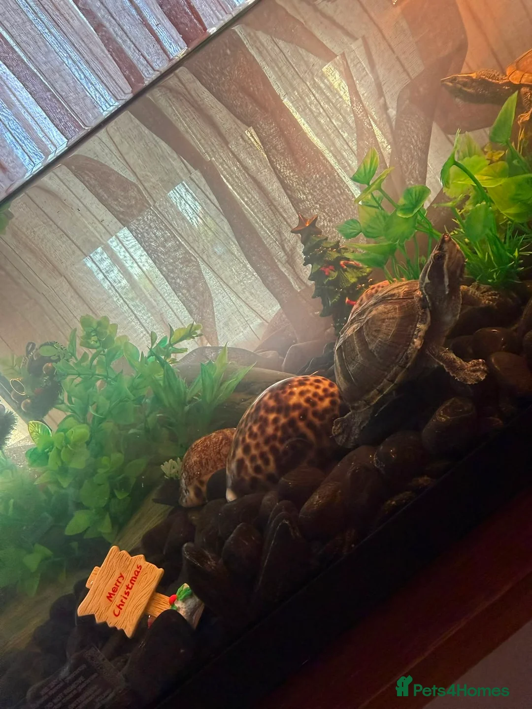 Turtle reptiles for sale: 2 musk turtles in London - Advert 1