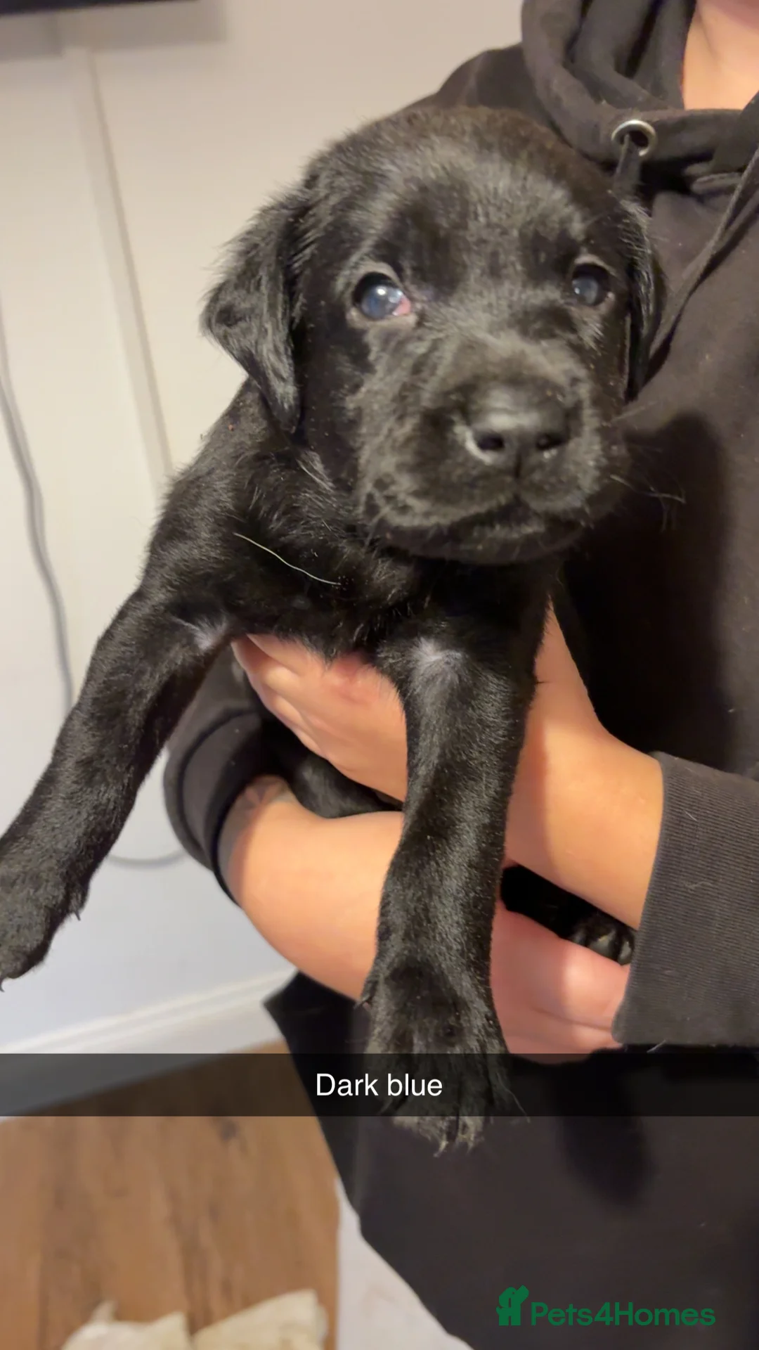 Labrador Retriever dogs for sale: Purebred Labrador  - Advert 5