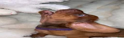 Dachshund dogs for sale: Mini daxi in Bridgend - Advert 6
