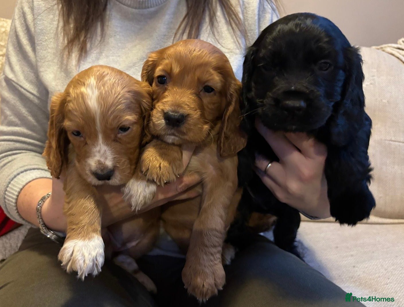 Cocker Spaniel dogs 3 KC REGISTERED WORKING COCKER SPANIEL PUPPIES  - Advert 11