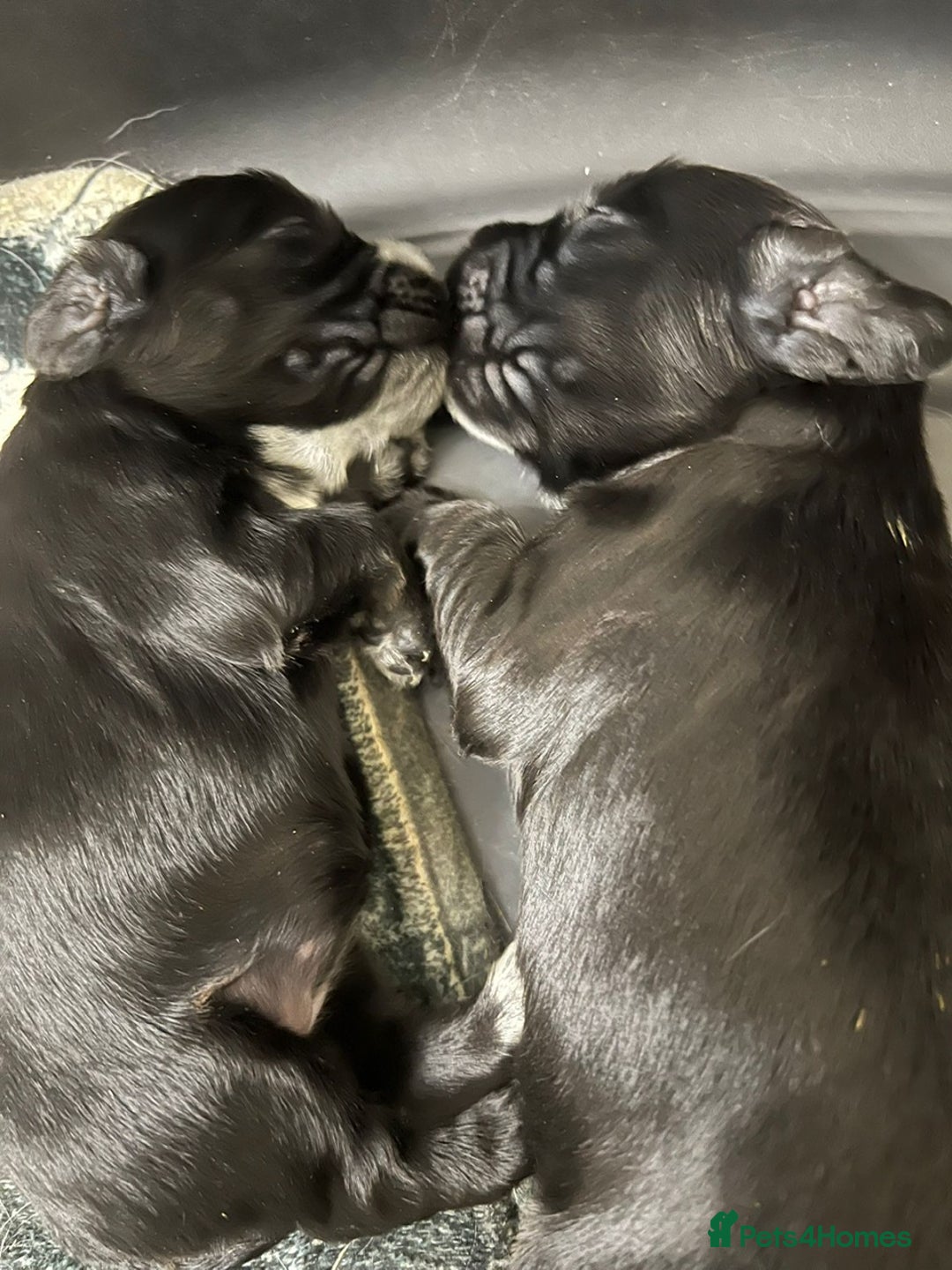 Cocker Spaniel dogs for sale: Stunning KC Reg Cocker Spaniel Pups Choco/Black - Image 35