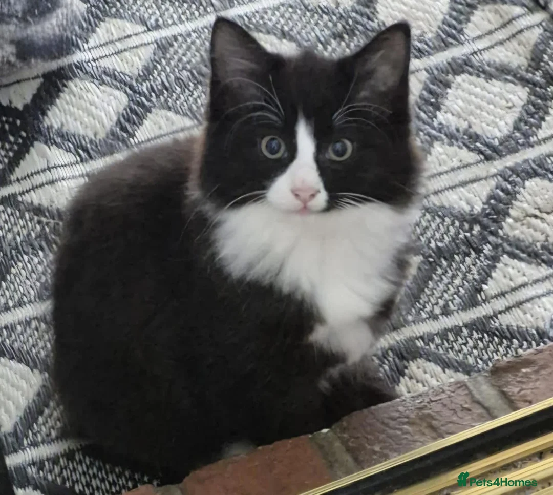 Mixed Breed cats for sale: Two kittens  - Advert 5