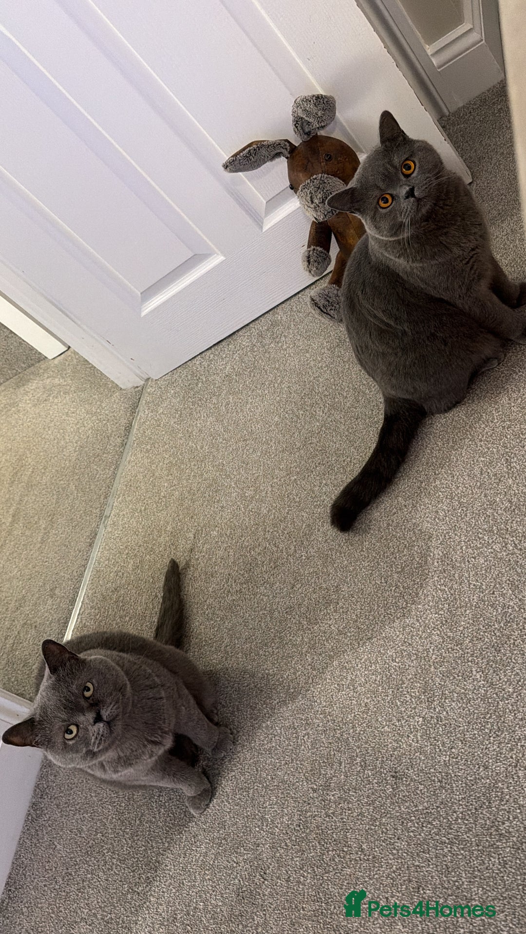 British Shorthair cats for sale: British Blue Shorthair cat - Advert 7