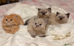 Mixed Breed cats for sale: Ragdoll X Persian kittens  - Image 21