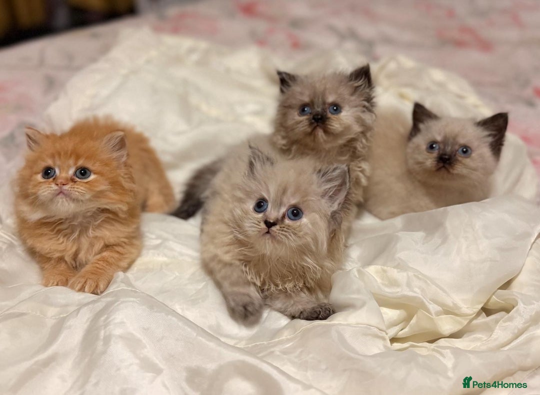 Mixed Breed cats for sale: Ragdoll X Persian kittens  - Image 21