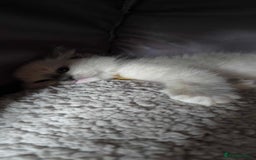 Ragdoll cats for sale: Beautiful  Blue point Mitted Ragdolls  - Image 10