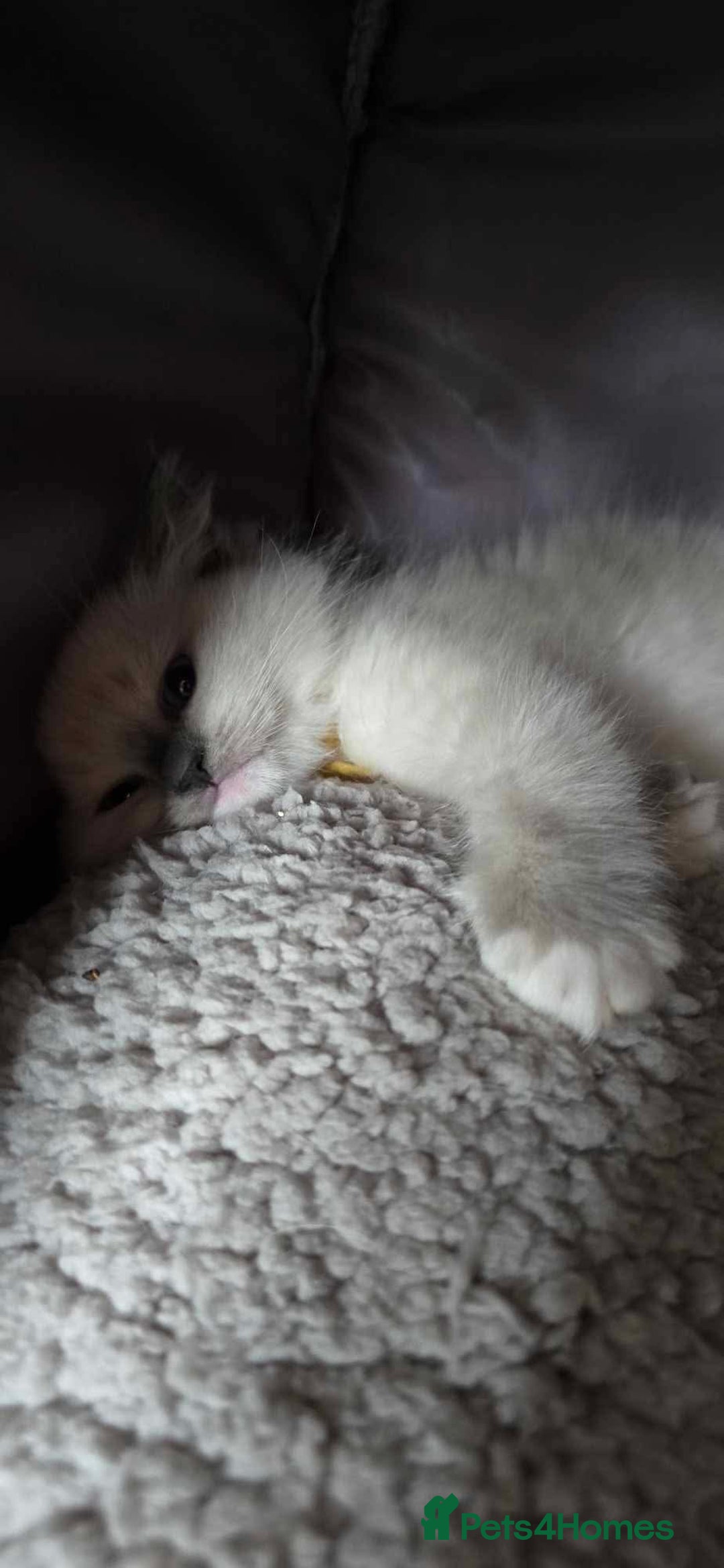 Ragdoll cats for sale: Beautiful  Blue point Mitted Ragdolls  - Image 10