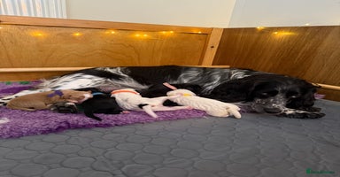 Cocker Spaniel dogs - Advert 6